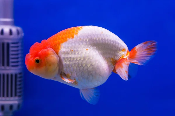 Pescado dorado —  Fotos de Stock