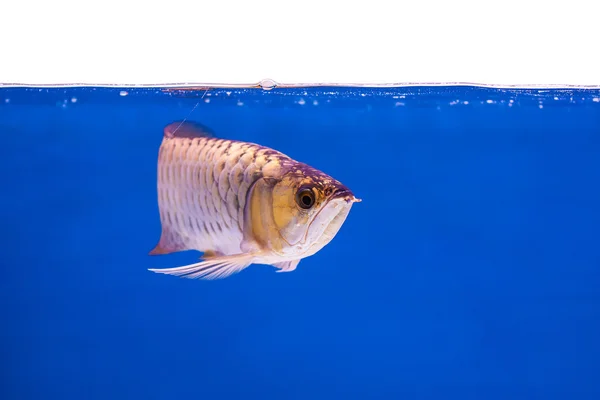 Arowana vis — Stockfoto