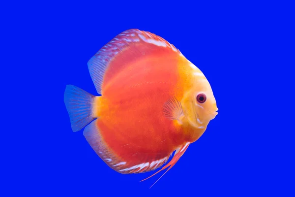 Peixe Pompadour — Fotografia de Stock