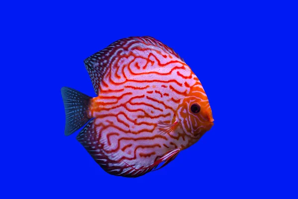 Pesce pompadour — Foto Stock