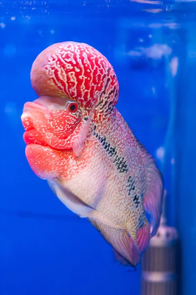 Flowerhorn ryb — Zdjęcie stockowe