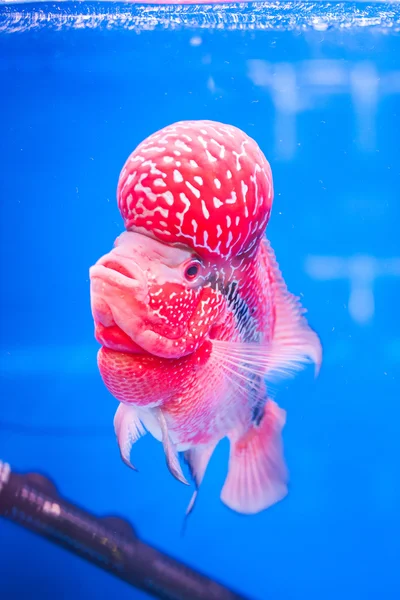 Flowerhorn риби — стокове фото