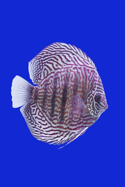 Pompadour fisk — Stockfoto