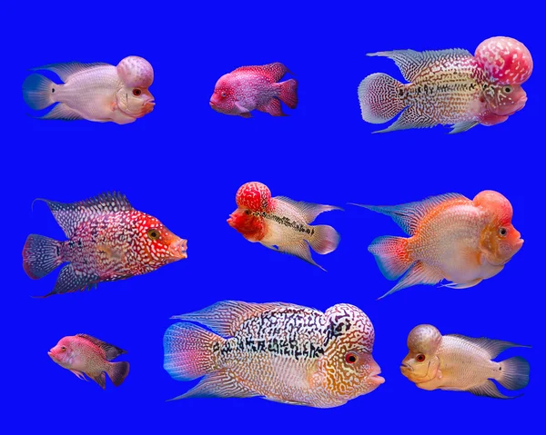 Flower Horn fisk serien — Stockfoto