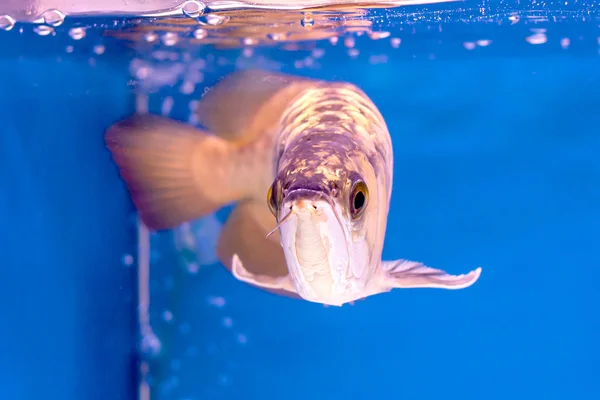 Arowana Fish — стоковое фото