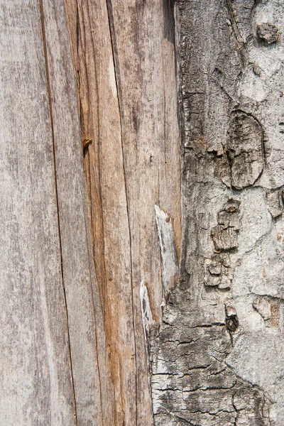 Textura de madeira — Fotografia de Stock