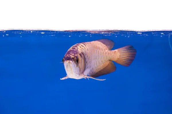 Série peixes aruanã — Fotografia de Stock