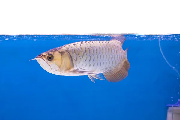 Arowana vis serie — Stockfoto