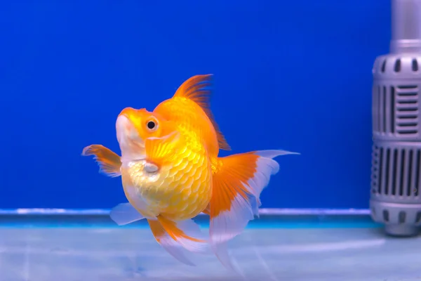 Gouden vis in aquarium — Stockfoto