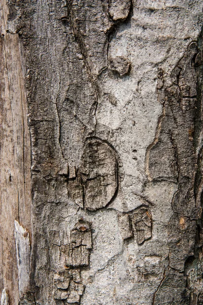 Textura de madeira — Fotografia de Stock