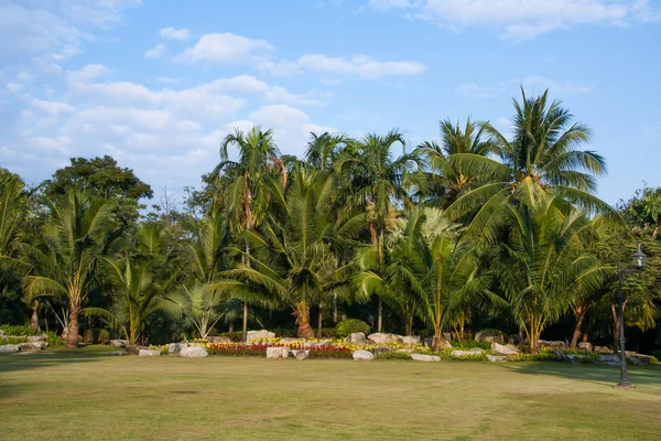 Árbol de coco en el jardín en el cielo azul — Foto de Stock