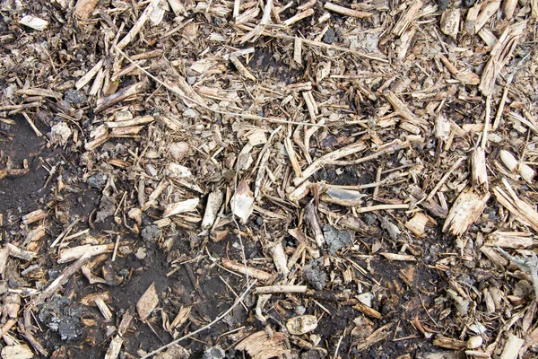 Bos begane grond textuur — Stockfoto