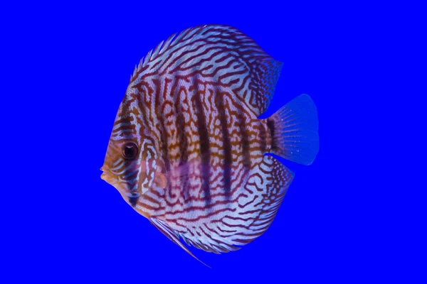 Pompadour-Fisch — Stockfoto