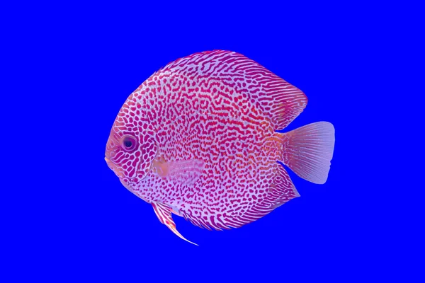 Pompadour Fish — Stock Photo, Image