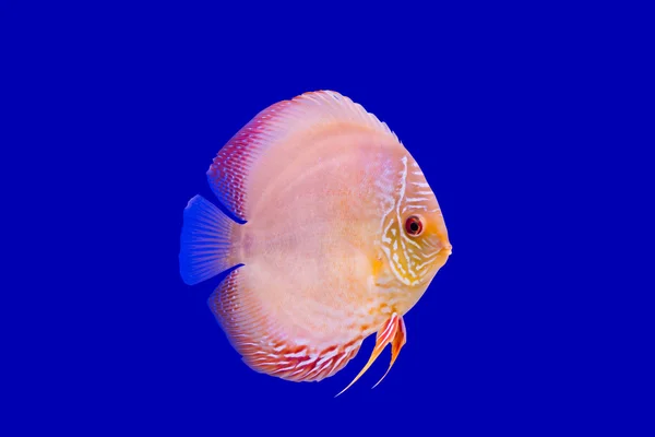 Pesce pompadour — Foto Stock