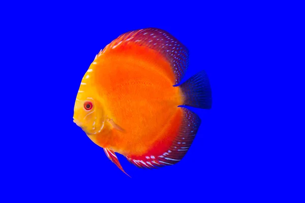 Pompadour Fish — Stock Photo, Image