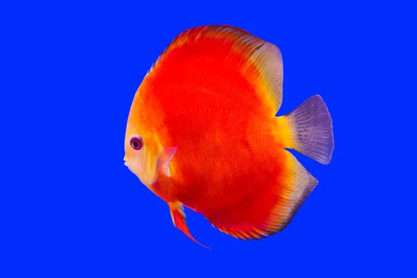 Pompadour Fish — Stock Photo, Image