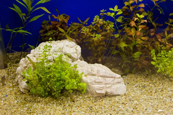 Planta en acuario con agua dulce — Foto de Stock