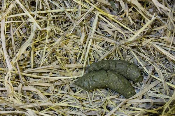 Animal feces on dry grass floor — Stock Photo, Image