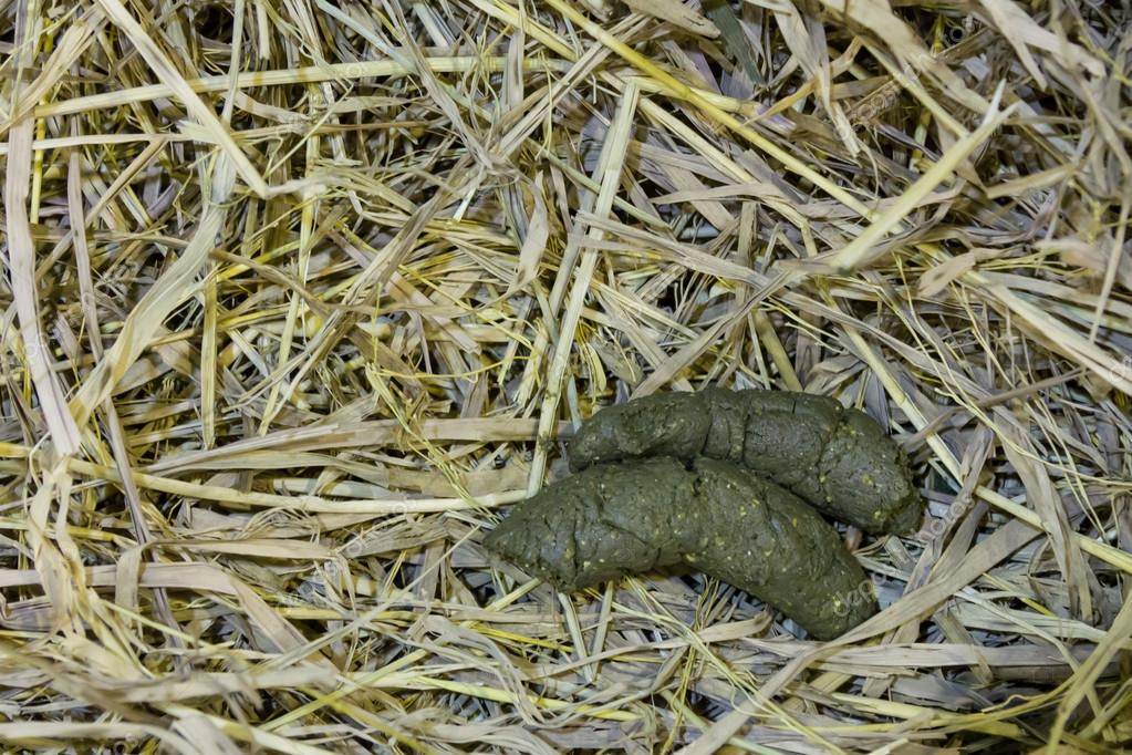 Identify animal droppings in garden uk information