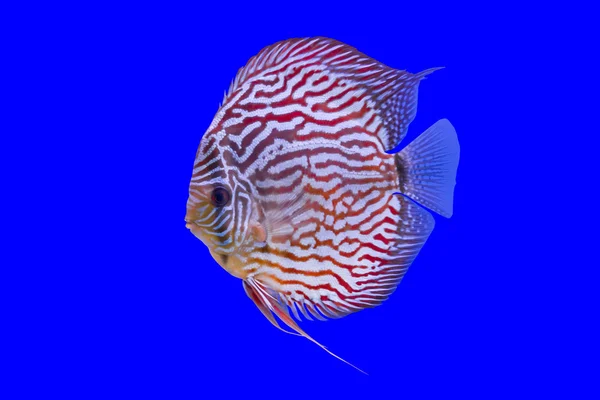 Pompadour-Fisch — Stockfoto