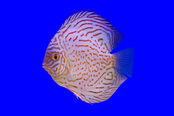 Pesce pompadour — Foto Stock