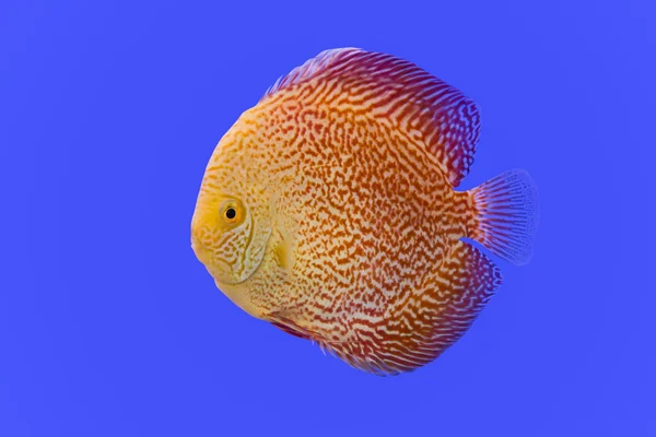 Pompadour fisk — Stockfoto