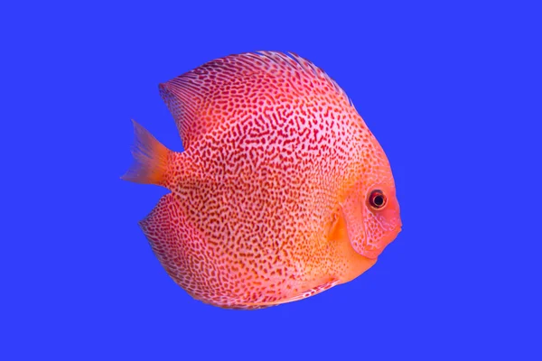 Pompadour Fish — Stock Photo, Image