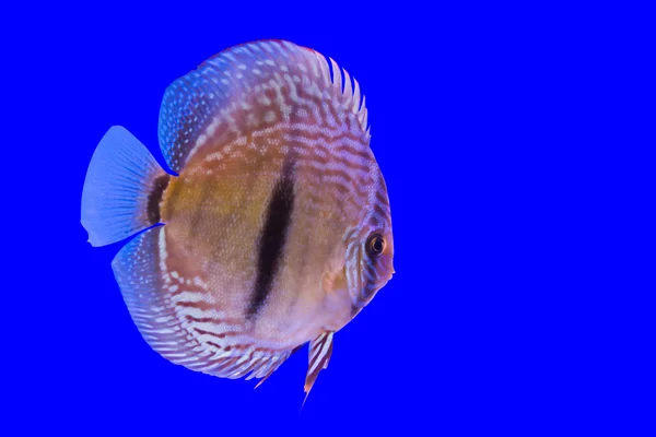 Pesce pompadour — Foto Stock