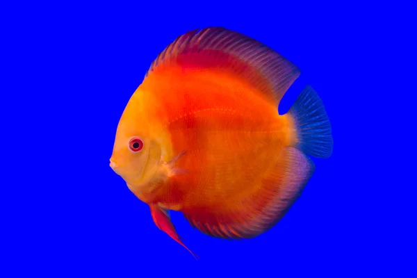 Pesce pompadour — Foto Stock