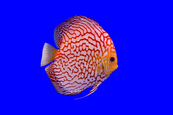 Pesce pompadour — Foto Stock