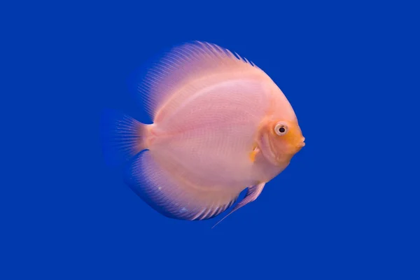 퐁파두르 물고기 — 스톡 사진