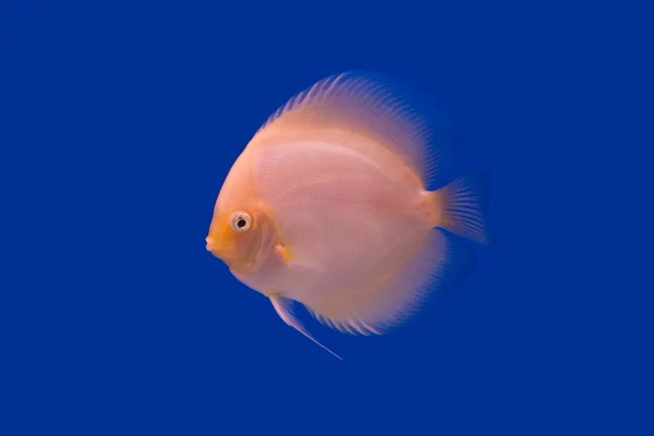 Pompadour Fish — Stock Photo, Image