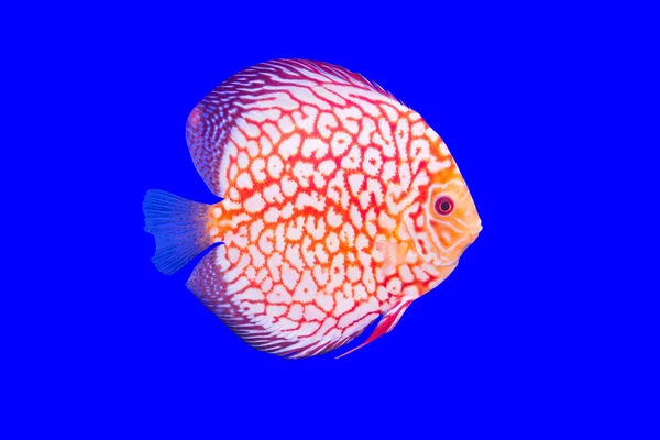Pesce pompadour — Foto Stock