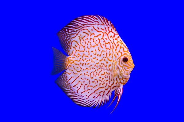 Pesce pompadour — Foto Stock