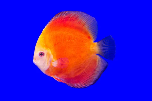 Pompadour Fish — Stock Photo, Image