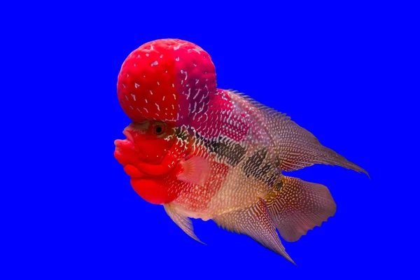 çiçek boynuz balık