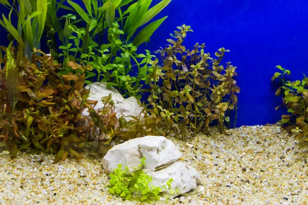 Planten in een aquarium met vers water — Stockfoto