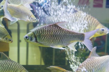 Tatlı su akvaryum balık