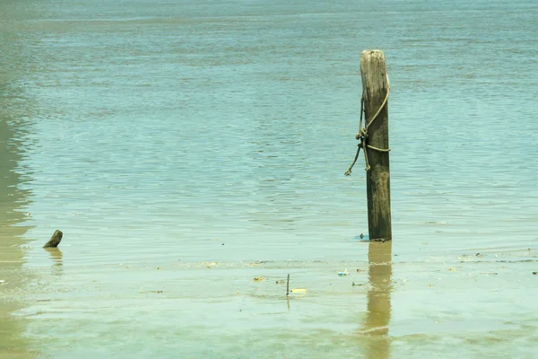 Die wood in water — Stock Photo, Image