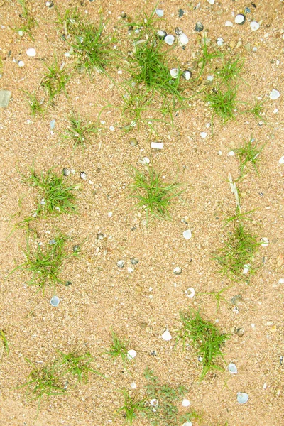 Trawa na piasku — Zdjęcie stockowe