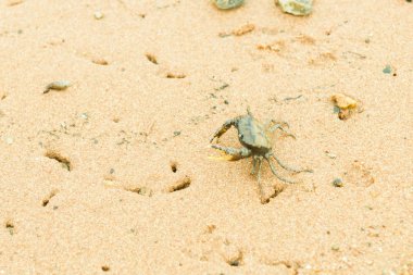 Plaj doku üzerinde kuma Yengeç