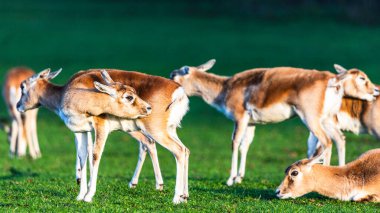 Bir Blackbuck Antilop sürüsü çimlerin üzerinde kendilerini tımar edip temizliyorlardı..