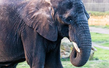 Güneş ışığı kışın solmaya başladığında görülen tek bir Afrika filinin portresi..