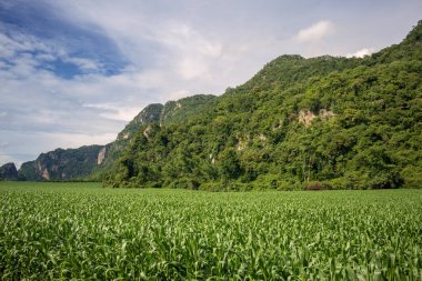 Yeşil mısır bitkisi kırsalda güzel bir şekilde büyüyor. Arka plan yeşil ağaçlı bir dağdır. Gökyüzünde beyaz ve mavi bulutlar var. Turizm için güzel bir manzara..