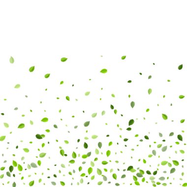 Lime Leaf Gerçekçi Vektör Şubesi. Girdap Yaprakları 