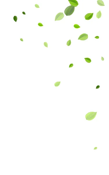 Modelo de vetor de chá de hortelã verde. Folha de vento —  Vetores de Stock
