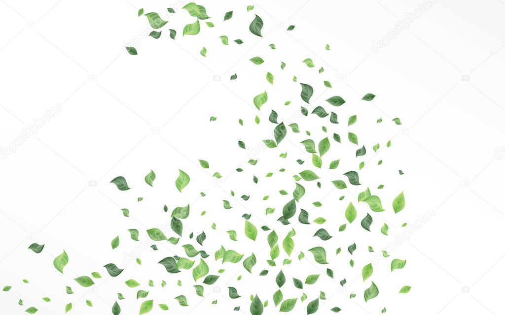Lime Leaf Fresh Vector White Background Concept. 