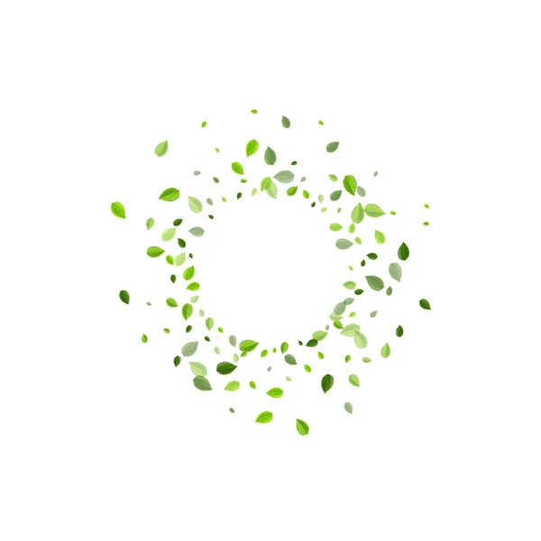 Affiche vectorielle transparente de feuille de menthe. Fly Greens — Image vectorielle
