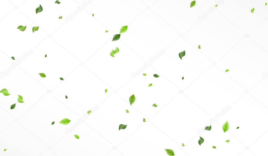 Swamp Leaf Falling Vector White Background 